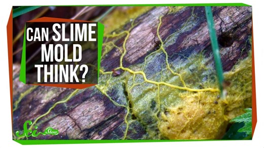 Slime mold: A brainless blob that seems smart
