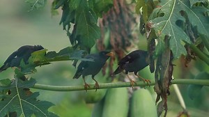 Birds singing in a tree - Free Stock Video
