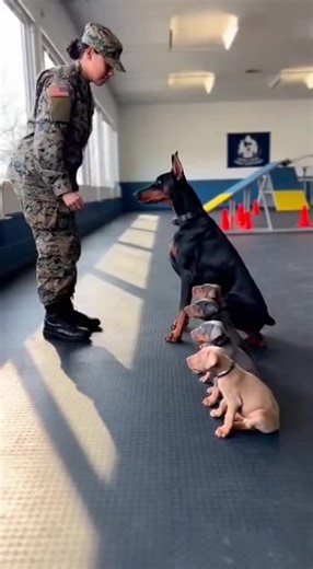 Training Tale: Female Soldier and her Obedient Doberman Pups#dogtrainer #foryoupage #usaarmymilitary #tiktokviral #usarmysoldier
