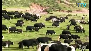 10K views · 234 reactions | བོད་གངས་ཅན་ལྗོངས་ཀྱི་འབྲི་དང་གཡག་སྐོར་ངོ་སྤྲོད། This is a short video on Tibetan Yak and Dri(female yak) | TIBET TV | Facebook