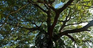 Descubra se o óleo de copaíba é realmente tudo isso