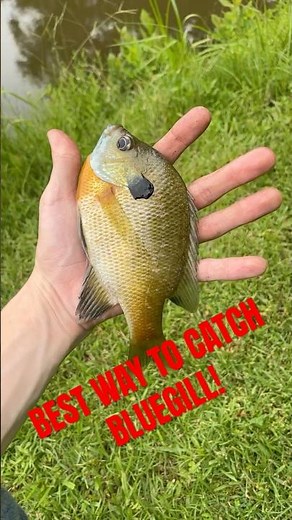 The ULTIMATE Guide to Bluegill Fishing