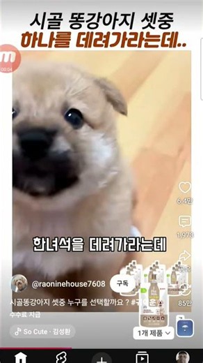 힐링 할머니댁 시골댕댕이#시골똥개