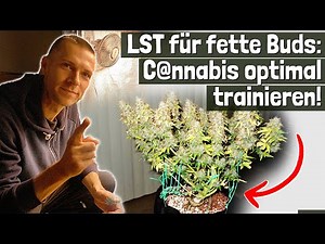 Low Stress Training: Step by step to higher yields