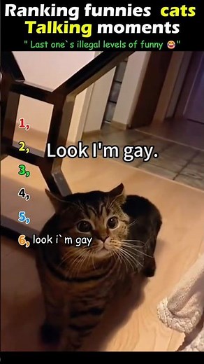 Ranking the Funniest Talking Cat Moments Ever 😂🐱 #shorts