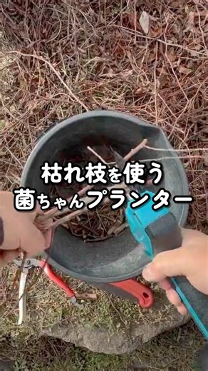 きっと良い Garden｜身近な材料でエコ菜園造り on Instagram: "鉢底石いらない｜枯れ枝で作る菌ちゃんプランター 2026年1月 @kittoyoigarden 鉢底石、使ってません。 代わりに使うのは、 5cm間隔に切った枯れ枝。 （この長さには理由があります） 枯れ枝は、 排水のためだけではありません。 菌のエサになり、 菌の通り道にもなります。 上の枯れ葉・枯れ草から 下の枯れ枝へ 糸状菌がつながっていく。 だから、 鉢底石はいらない。 ✔ なぜ5cmなのか ✔ 鉢の中で何が起きているのか ✔ 菌ちゃんプランターの構造 ロング動画で図解しています。 ▶https://youtu.be/PF0LLHZ0PGM #菌ちゃんプランター #鉢底石いらない #枯れ枝 #糸状菌 #家庭菜園 #土づくり"