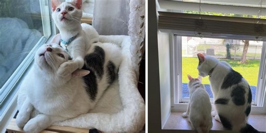 Un couple adopte un chat adulte en refuge : quelques mois après, ils se rendent compte de leur erreur