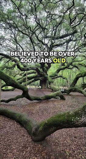 The 400-Year-Old Tree That Covers the Ground! 🌳😲 | The Legendary Angel Oak of South Carolina