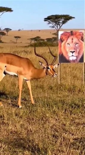 Deer Startled by Realistic Lion Photo in African Field