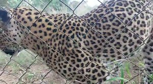 Musina gives us a close-up and shows the camera some love by coming right up to the fence and, in typical cat mode, rubs up against it. | Hoedspruit Endangered Species Centre