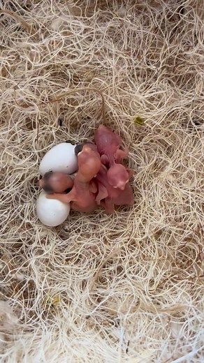 21 reactions · 9 comments | Naissance des 4 premiers bébés de Mario...