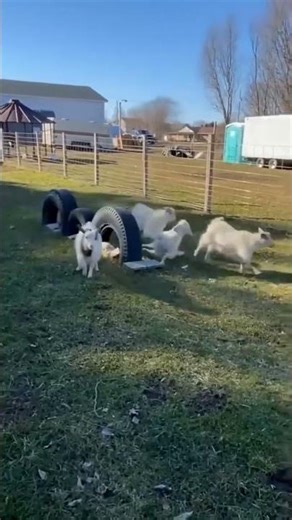 Funny Goat Reactions & Crazy Jumps 😂🐐 | Funniest Farm Animal Video