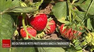 Des cultures de petits fruits sauvées grâce à l’ingéniosité