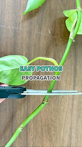 323K views · 1.5K reactions | Propagating Pothos is easier than you think  #pothos #houseplants #propagation #plants #propagate | Succulents Box | Facebook