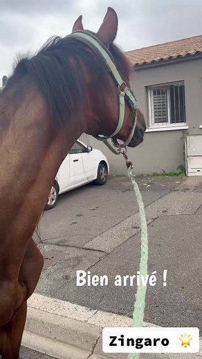 Bon voici le post explicative au sujet du sauvetage de zingaro … Zingaro avait un problème respiratoire qui l’empêchait de manger et de bien respiré pour les personnes qui venaient sur place l’on très bien vue et entendu … Le vétérinaire m’a prescrit plusieurs traitements à essayer mais malheureusement aucune différence.. (cortisone , anti-inflammatoire tout ça en intramusculaire, des sirops…) Nous partons donc sur une endoscopie ,je l’amène en clinique et j’attendais beaucoup de celle ci pour p