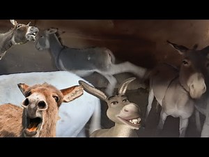 Donkey funny fart donkey donkey full funny kick donkey | donkey v donkey funny fart with kicking