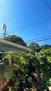 🐝 🍯 Today we joined Beverly from Bevs Backyard Bees @beverlys_essence.and.earth to get up close with the bees and learn what it takes to produce honey while keeping colonies healthy. Bev started her colony 5 years ago in her small Chicago backyard on the Southwest Side, where she also tends to 6 chickens, an urban garden, and her dog. Her bees have thrived there ever since, quietly following their own flight paths out to collect pollen and nectar. It’s a reminder that even in the middle of the