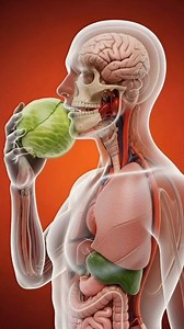 You Eat Cabbage… This Happens Inside Your Stomach 😳 Cabbage looks simple, but the reaction inside your body is anything but normal. Watch how cabbage breaks down, mixes with stomach acid, and triggers digestion in this ultra-realistic medical CGI animation. No myths. Just real body science. #CabbagePower #StomachScience #DigestiveHealth #WhatHappensInside #BodyReacts #FoodTruth #HealthReels #MedicalAnimation #GutCare | Inside Bite