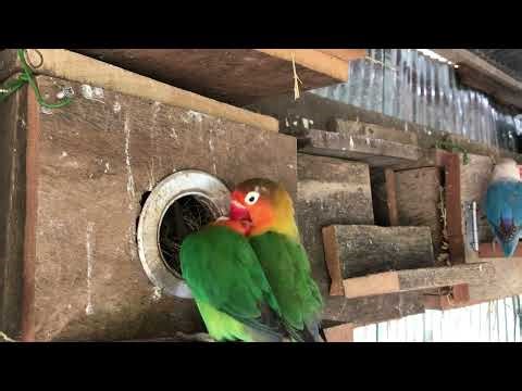 Lovebird Sounds | 3 Hour Lovebirds Sounds ❤️ 🦜#lovebirds #parrotlover #birdsounds