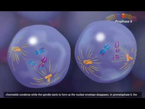 Meiosis Crossing Over and Variability 3D Animation
