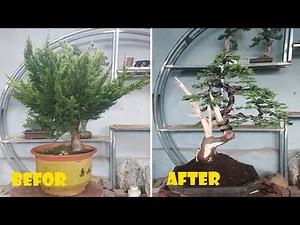 How talented artisans create amazing bonsai shapes #04