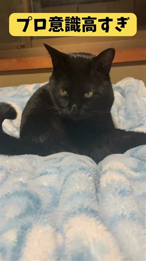 【美意識の塊】毛繕い職人・黒猫の1日のこだわりがすごい