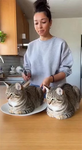 Cat Cake Cutting Prank: Hilarious Reactions Revealed