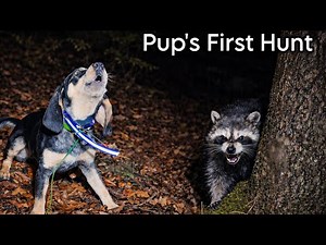 Pup's First Hunt! - 5 Month Old Bluetick Coonhound