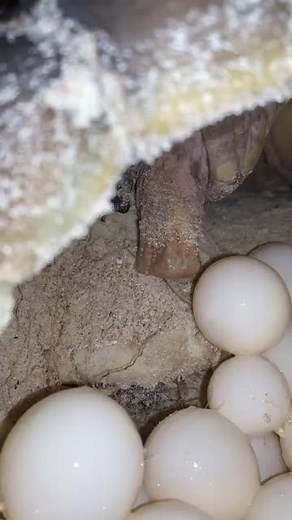 7.3M views · 43K reactions | Sea Turtle Lay's Eggs | Loreta Dione | Facebook