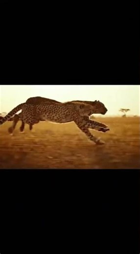 Cheetah vs Leopard #animalcomedy