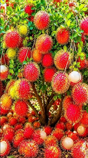 Easy and fast method to grow and propagate rambutan fruit trees #garden #fruits #diy