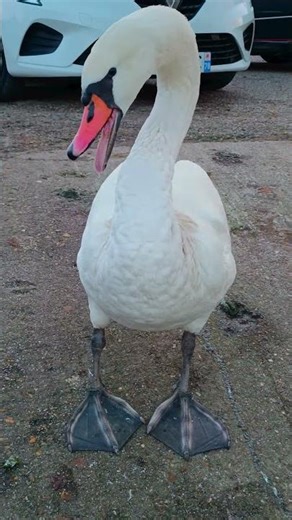 Angry Swan Hisses at Me! 😳🦢 Up Close in Nature