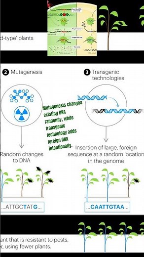 Mutagenesis and transgenic organism #transgenic #genetically #genomeintegrity #genetics