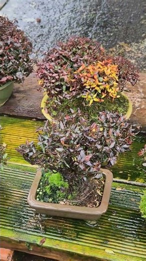 마삭줄 미니 소품들 #smile_bonsai_auction #bonsai #盆栽競賣 #盆景 #Trachelospermum_asiaticum