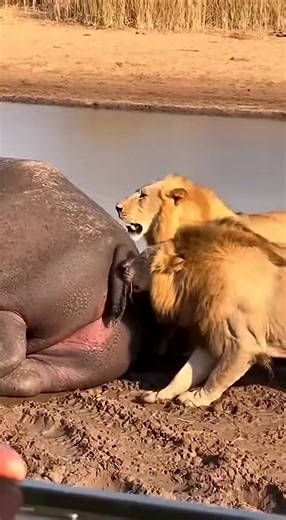 Wow😧 amazing Ai video 100m 🐶🐱🐭🐹🐰🦊🐻🐼🐻‍❄️🐨🐯🦁🐮🐷🐽🐸🐵🐔🐧🐦🐤🦆🦅🦉🦇🐺🐗🐴🦄🐝🪱🐛🦋🐌🐚🦟🐞🐜🪲🦗🕷🕸🐢🐍🦎🦖🦕🦂🦀🦑🐙🦞🦐🐠🐟🐡🐬🦈🐊🐆🐅🦓🦬🐃🐂🐄🦌🦛🐪🦒🦘🦣🦏🦍🐖🦙🐐🐏🐕🐩🦮🐈‍⬛🪶🐓🦤🦚🦜🦢🦩🕊🐇🐁🦝🦥🦡🦫🐾🐲 wow amazing this ai real video 100m view 🔥 #animalsoftiktok #ai #wildlife #petlife #Nature