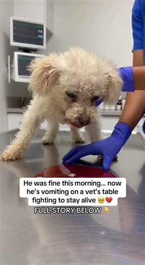 He was fine this morning… now he’s vomiting on a vet’s table fighting to stay alive 🥺💔