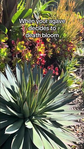 When your agave decides to Death Bloom 💀#plants #agave #deathbloom #gardening