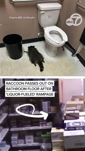 An unusual "masked bandit" was caught on camera scaling a shelf in a liquor store in Virginia, rummaging through all of the alcohol. After enjoying itself, one "very intoxicated raccoon" passed out in the bathroom, where Animal Protection took the intruder to a shelter to sober up. No signs of injury were reported other than, "maybe a hangover and poor life choices." | ABC7 News