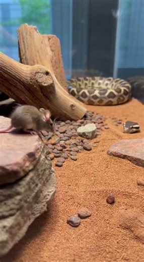 Rat vs Snake… a life-or-death showdown in the wild! 🐀🐍 Who will strike first?