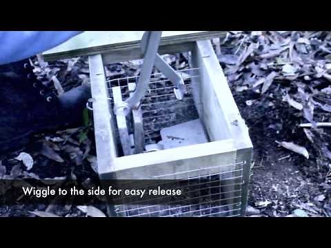 How to use a DOC200 trap setting tool