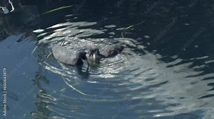 American coot, wild bird and chicks swim on the lake and eats algae, waterfowl