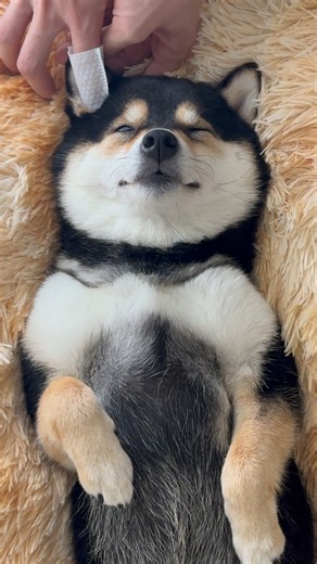 44M views · 1.7M reactions | Follow the adorable moments of MANYU and...