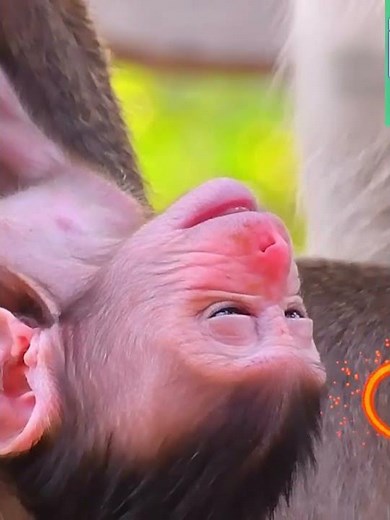 So cute newborn baby monkey moments with adorable wildlife mommy