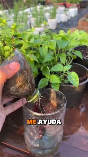“Hydroponics from scratch: how to grow food without soil, save on food