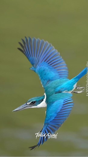 There are so many different types of kingfishers on earth. Here are five different types I had the pleasure to film so far.White-throated Kingfisher, Belted Kingfisher, Brown-winged Kingfisher, Common Kingfisher, Collared Kingfisher #kingfisher #kingfishers | Tohid Azimi