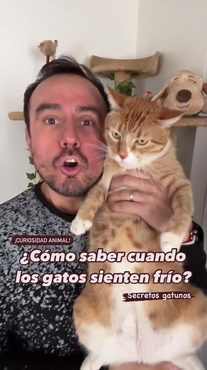 ¿Cómo saber si tu gato siente frío en invierno?