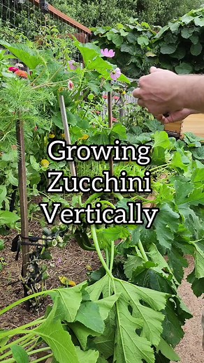 Vertical Zucchini Gardening: 4 Reasons to Grow Upward