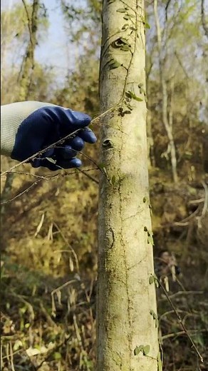 3 Easy Steps to Remove Vines from Tree Trunks