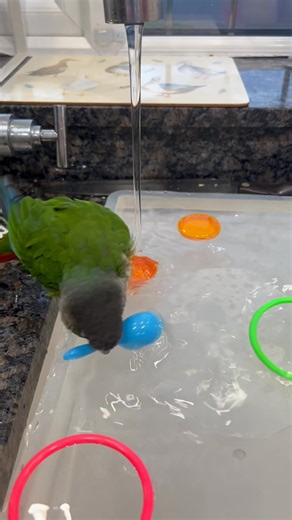 1.3K views · 70 reactions | Bath time isn’t complete without my toys!!! | Sprocket Good Bird | Facebook