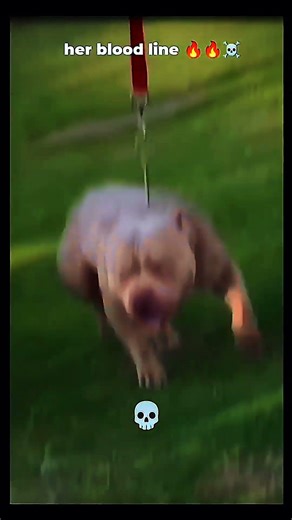 Ritik dog kennel | Coco Her Blood Line ☠️ | #ritikdogkennel #coco #bloodline #dogvlog